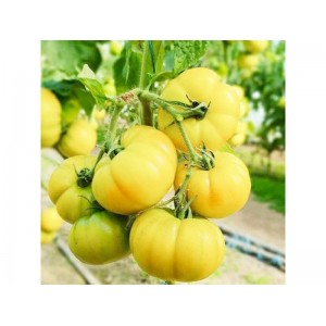 Помідор Лимонний Гігант 0,1г. Середньопізній