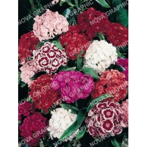 Гвоздика Пір'яста суміш 0,2г